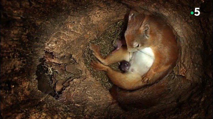 分享树洞里的一只松鼠从生孩子到哺育宝宝长大的过程