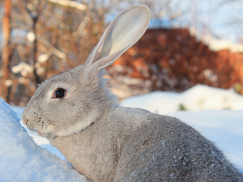 属兔的人口_人口普查(3)