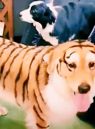 狗:这老虎定吃过不少狗