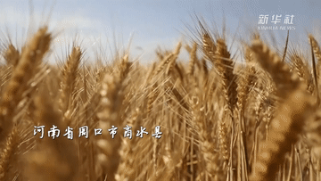 ▲河南周口市商水县5万亩高尺度农田 图片泉源:新华社