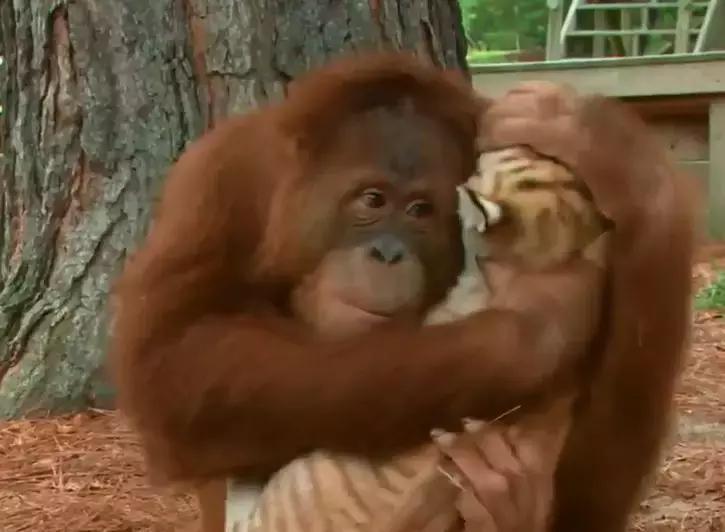 妈妈被杀害，小老虎成了孤儿，红毛猩猩一把抱住：我做你妈妈！