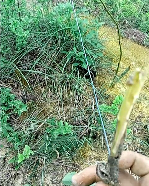 小伙下野鸡吊脚套,不巧抓空 回家路上窜出的东西让小伙崩溃