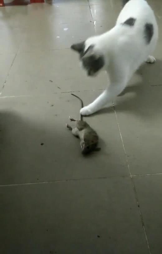 老鼠偷东西被猫逮到,立马躺地上不敢动,猫:快起来,别装死!