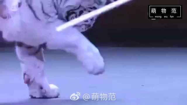 拒绝观看动物表演，就是另一种保护_新浪新闻