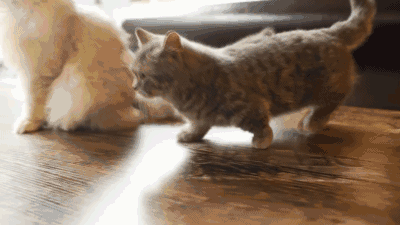 拿破仑是曼基康和波斯系列(如异国短/长毛猫,波斯猫,喜马拉雅猫等)