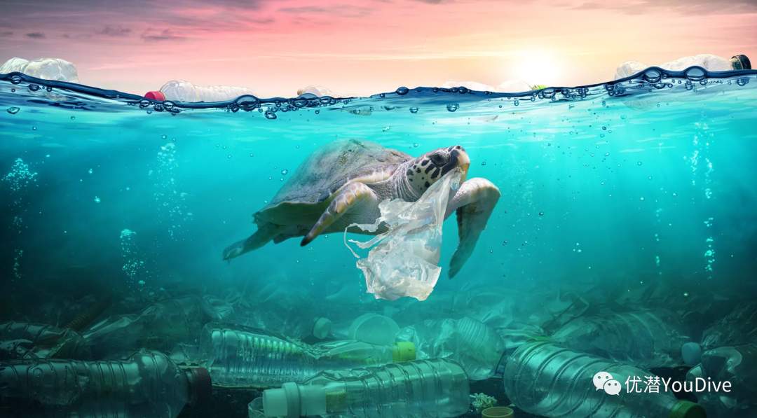 拯救海洋免受塑料污染 海洋生态保护方法有哪些