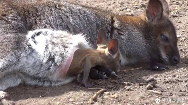 袋鼠育儿袋到底有多可怕 b46c-izwfpyt1575948.jpg