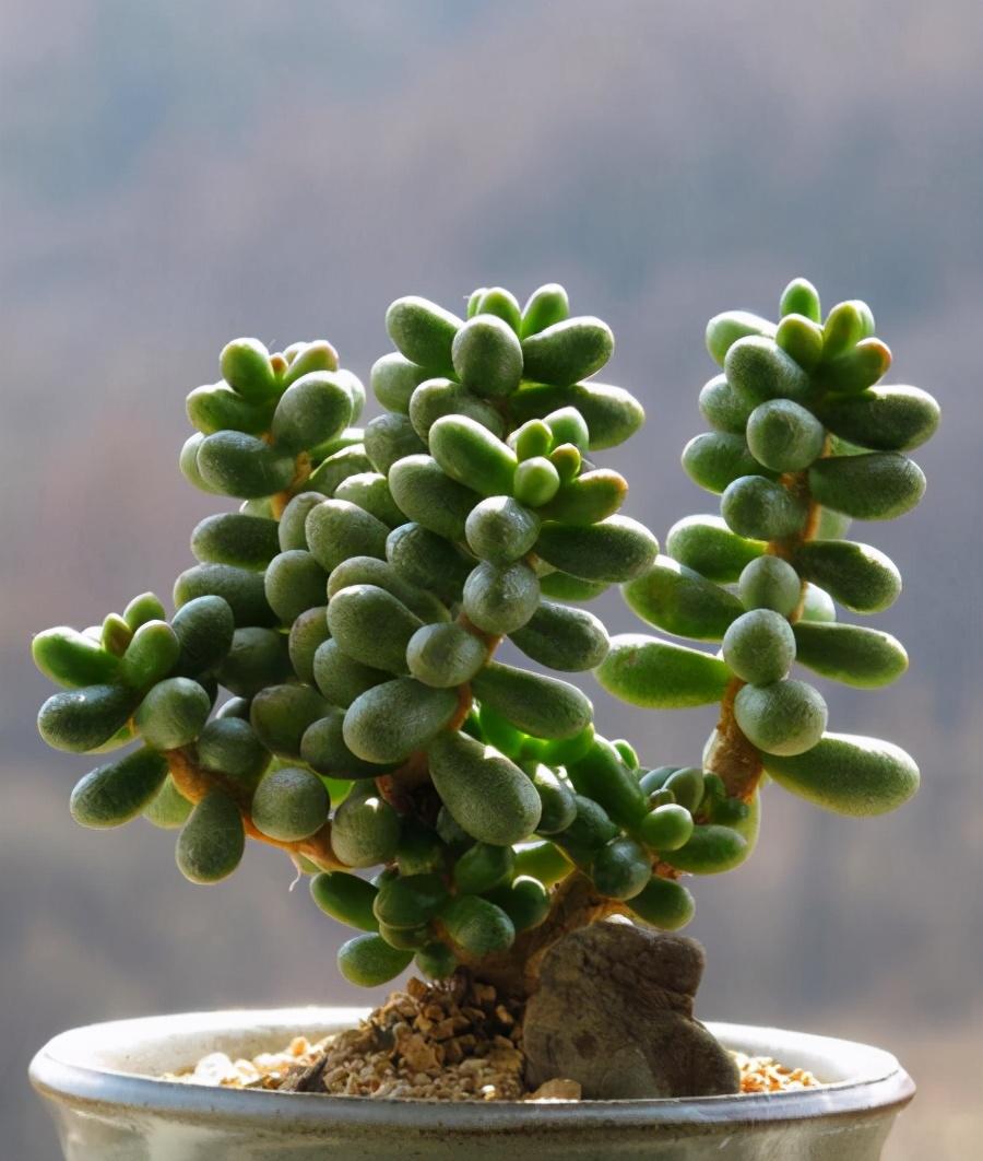 书桌上养多肉总养不活 多肉养护的秘诀是什么