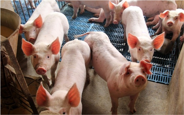 现在生猪多少钱一斤了 45a0-kaaxtfn2728636.png