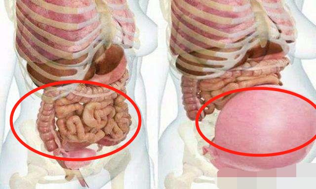 一张图告诉你孕妇“肚量”有多大,内脏都挤“变形”了,看完心疼休闲区蓝鸢梦想 - Www.slyday.coM 一张图告诉你孕妇“肚量”有多大,内脏都挤“变形”了,看完心疼休闲区蓝鸢梦想 - Www.slyday.coM