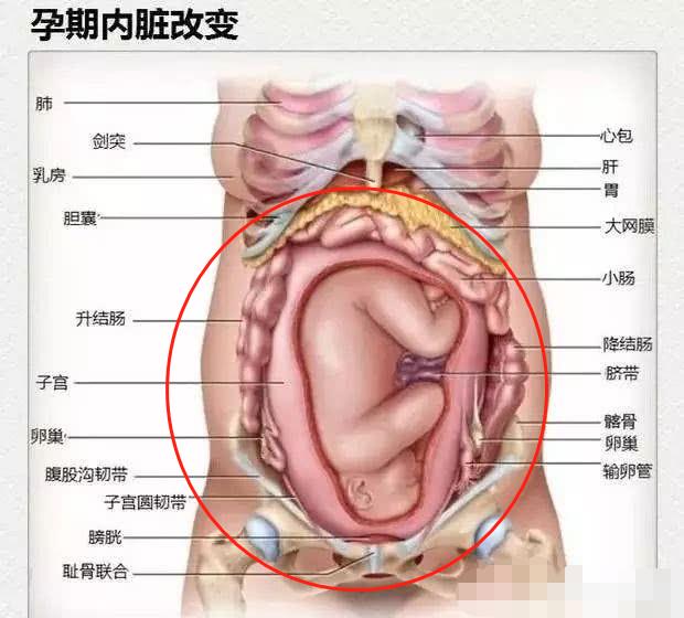 一张图告诉你孕妇“肚量”有多大,内脏都挤“变形”了,看完心疼休闲区蓝鸢梦想 - Www.slyday.coM 一张图告诉你孕妇“肚量”有多大,内脏都挤“变形”了,看完心疼休闲区蓝鸢梦想 - Www.slyday.coM