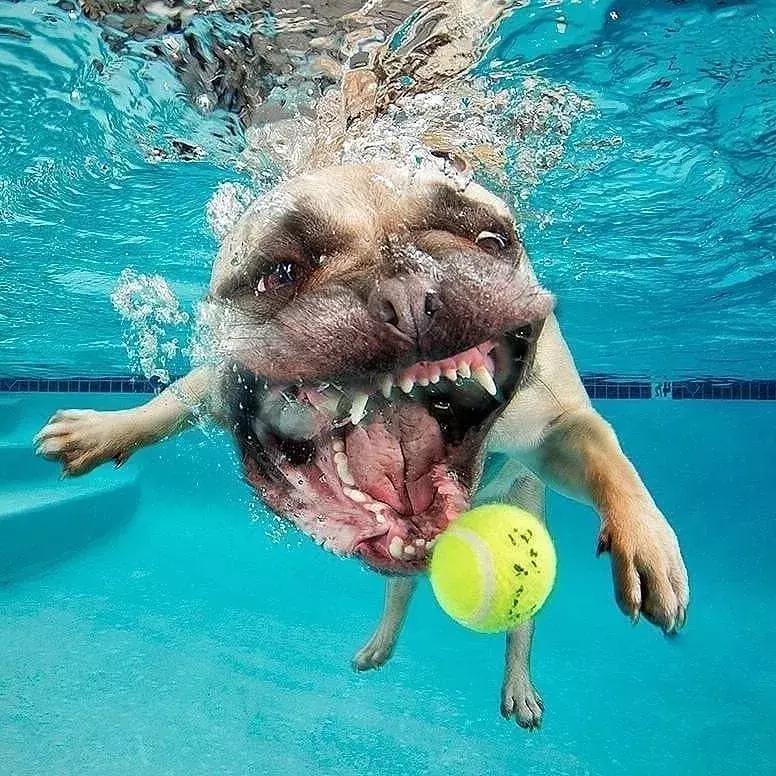 狗狗跳水瞬间表情惊悚水下到底有什么怪物这么可怕