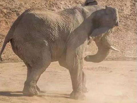 笨重的河马居然要挑战大象，看来是一场精彩绝伦的大战啊！