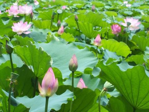 下个月开始，4属相吉星关照，富贵吉祥，日子甜蜜，生活无忧