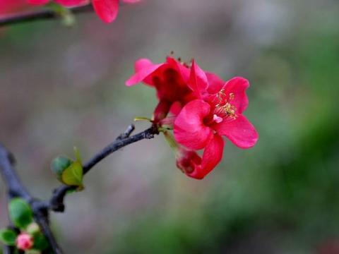 10月中旬，桃花运大涨，朝思暮想的良缘来临，必脱单的四大生肖