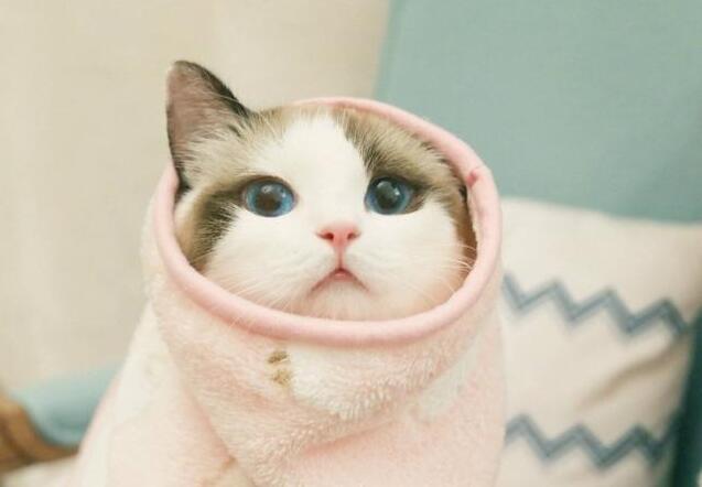 猫界“最漂亮”的6种猫,让人赏心悦目眼睛一亮,你觉得谁第一?|猫|挪威 ...