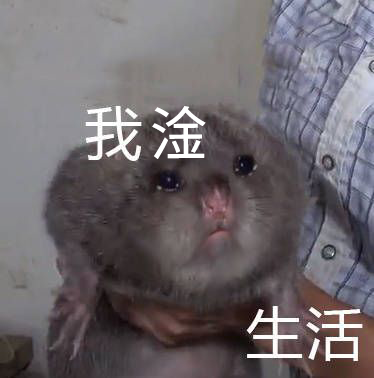 鼠是什么意思及读法 95a1-kakmcxc9278578.png