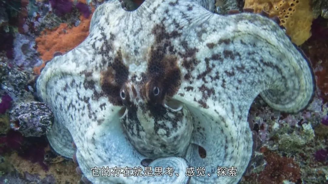 4,这低等动物太牛逼了|克雷格|章鱼|睡袍_新浪