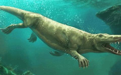 地球上最大的哺乳动物, 五千万年前可在陆地上行走, 人称陆行鲸!