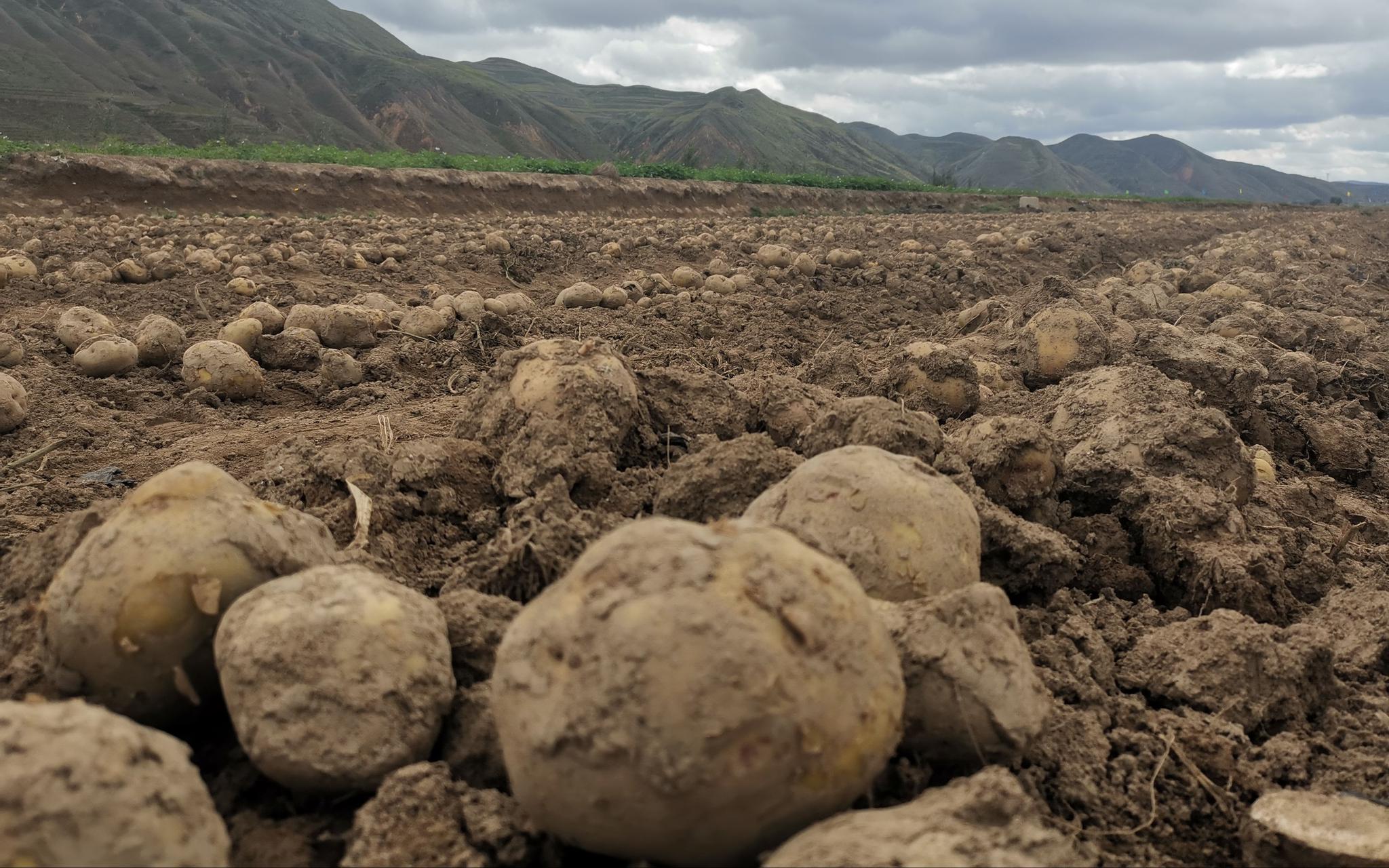 甘肃定西一家农场收获的土豆。新京报记者 周怀宗 摄