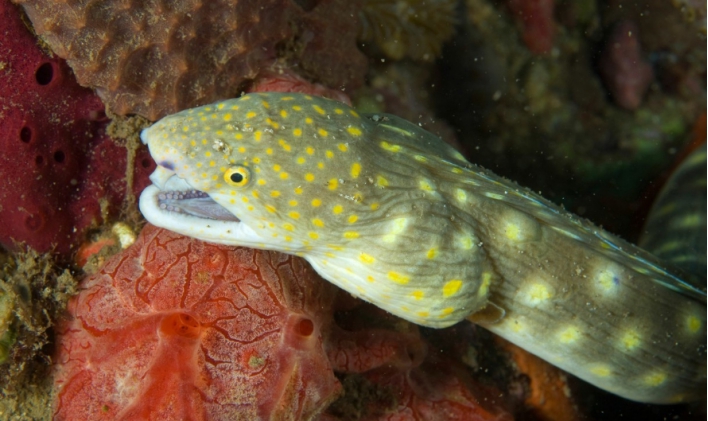 从天敌的体内逃出生天,蛇鳗鱼究竟是怎样的存在?
