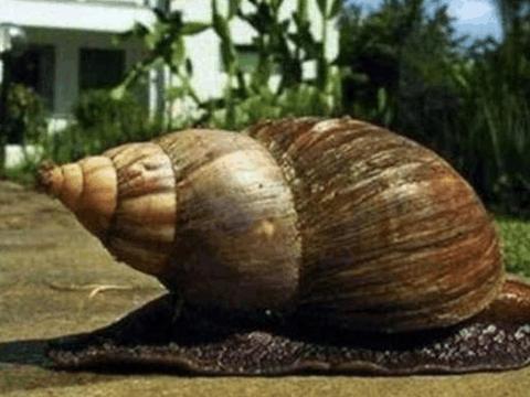 世界上最大的蜗牛, 长度超30厘米比乌龟还要大, 一只卖两千元!