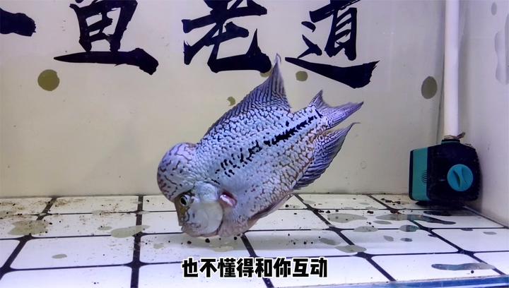 终于见识到罗汉鱼是如何吃屎的，就是被鱼缸里的清道夫，给带坏了_新浪新闻