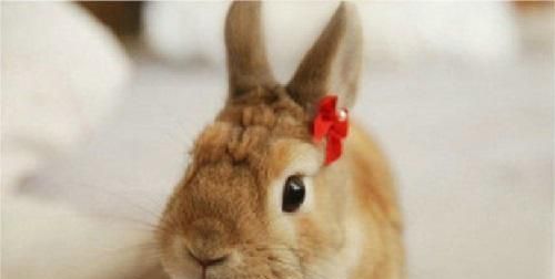 兔子拉稀怎么办（兔子拉稀怎么办会死吗）-85模板网