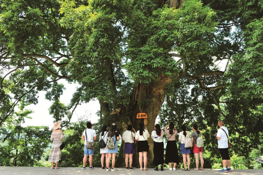 旅客在千年金丝楠木群合影酉阳土家属苗族自治县委宣传部供图