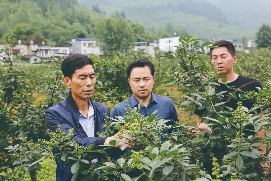 治理手艺员检察青花椒挂果情形酉阳土家属苗族自治县委宣传部供图