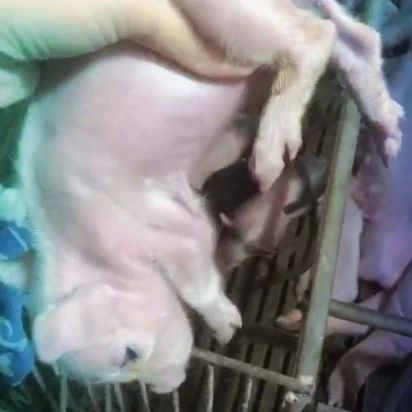 怎么养母猪视频 be24-kaqzmiv5955628.jpg