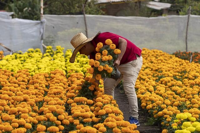 10月13日,在墨西哥首都墨西哥城的霍奇米尔科,花农给万寿菊浇水.