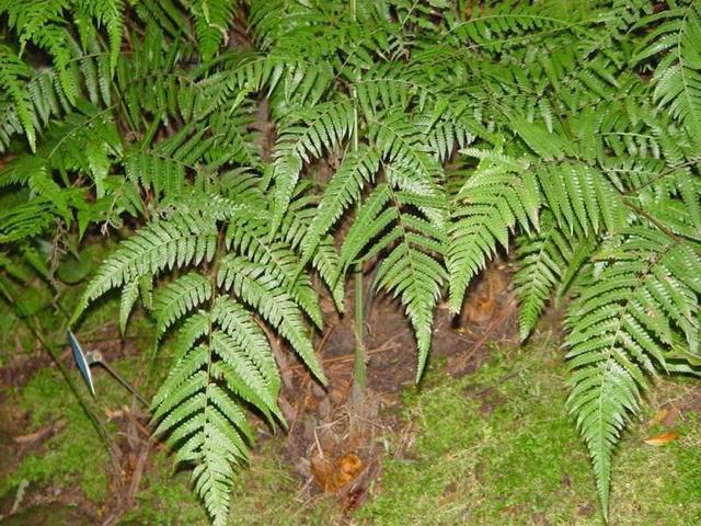 植物叫出"狗名字,形状奇特价值高,毛茸茸野外常见