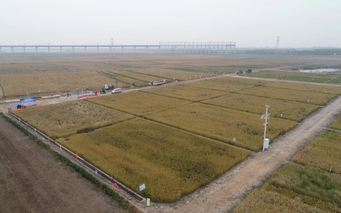 全国10万亩海水稻完成产量测评 平均亩产超千斤