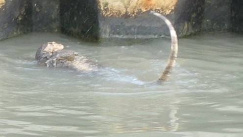 民间传说的水猴子水中力大无穷到陆地就没力气真的存在吗