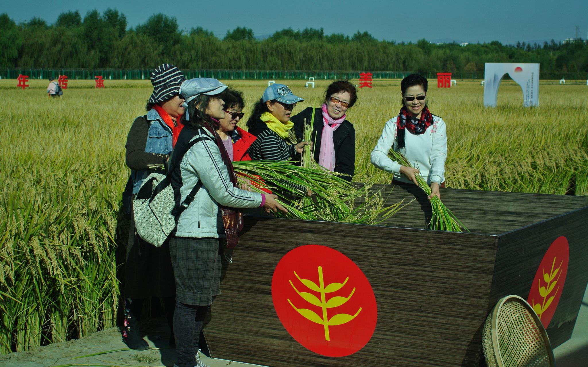 不少市民前来体验收割水稻的乐趣。新京报记者 王巍 摄