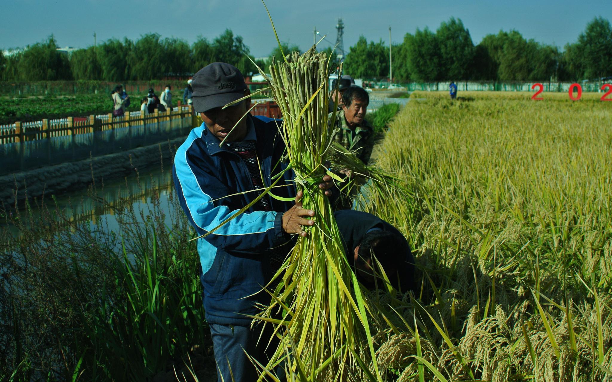 不少上了岁数的村民到田间地头收割水稻。新京报记者 王巍 摄