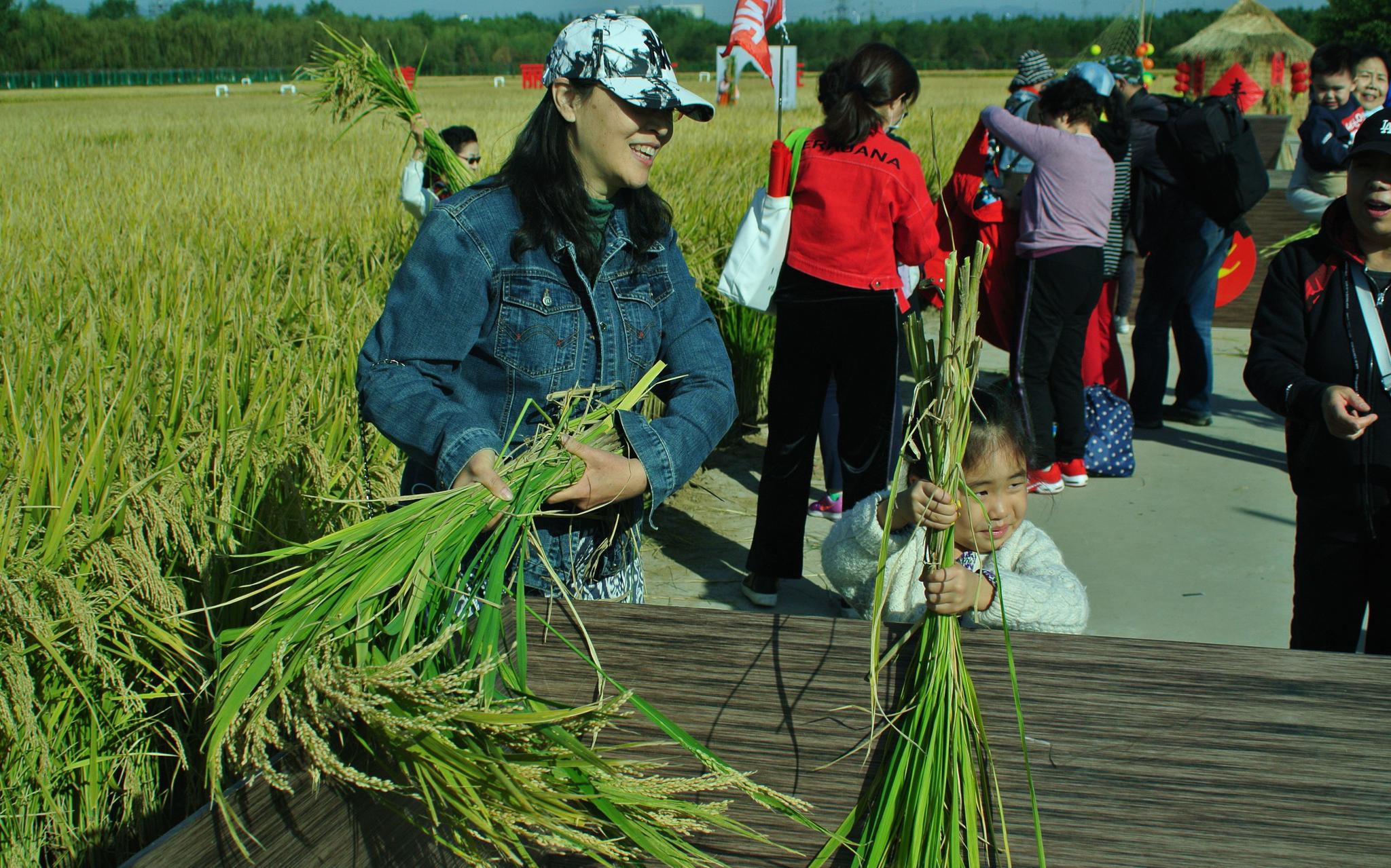 家长带着孩子收割水稻体验农耕文化。新京报记者 王巍 摄