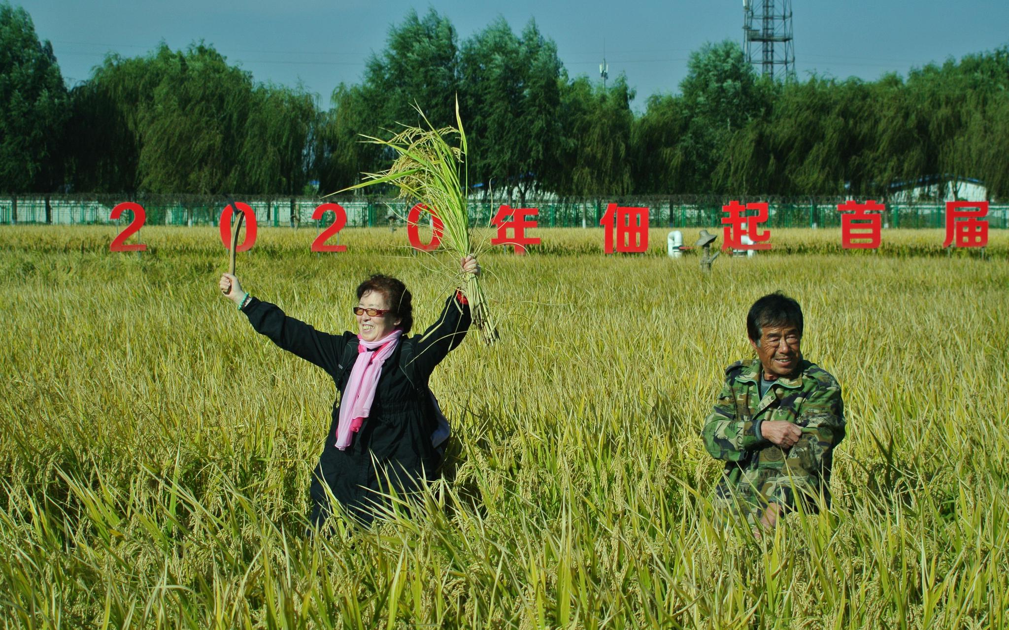 丰台区王佐镇佃起村,今天迎来了开镰节。新京报记者 王巍 摄