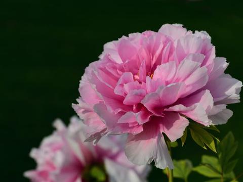 10月，这4大星座的桃花运强势来袭，爱情之花会怒放的最旺盛