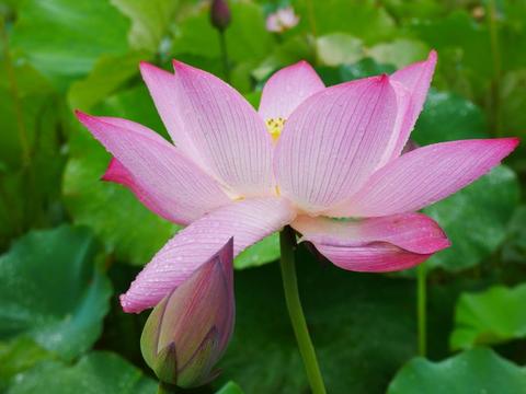 11月开始，运势节节高，财神点名，顺心如意的四大生肖