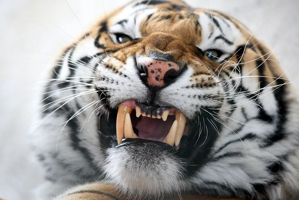 动物伤人致死事件后 “该不该存在动物园”再掀