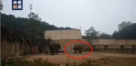 动物伤人致死事件后 “该不该存在动物园”再掀