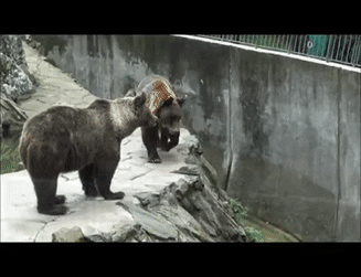 动物伤人致死事件后 “该不该存在动物园”再掀