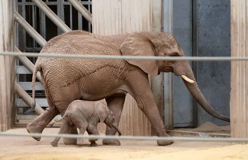 动物伤人致死事件后 “该不该存在动物园”再掀