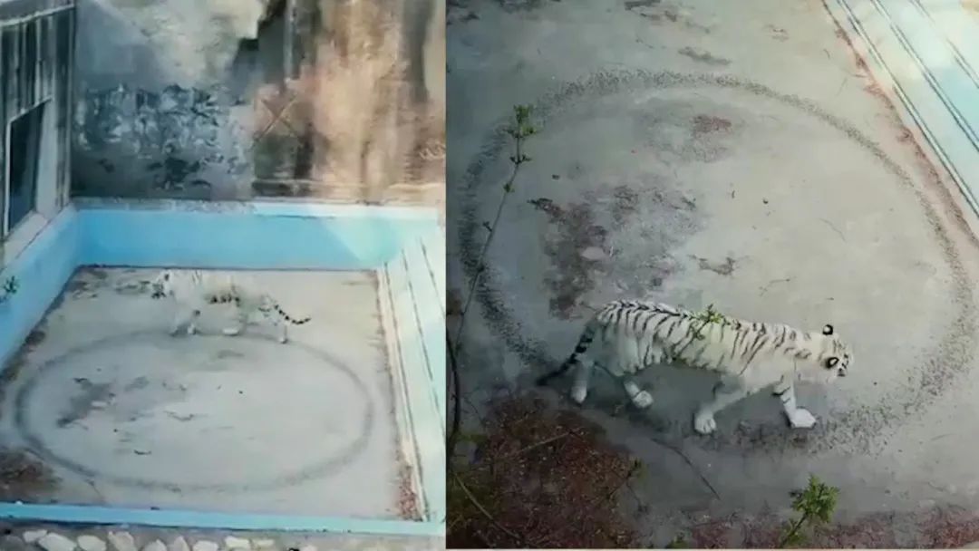 动物伤人致死事件后 “该不该存在动物园”再掀