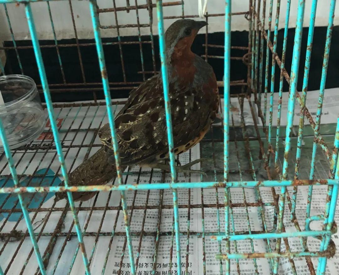 重庆涪陵一男子非法捕获4只"竹鸡",结果栽了.