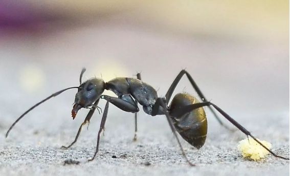 人类在蚂蚁眼中是无法理解的存在，外星文明看人类是否也是如此？
