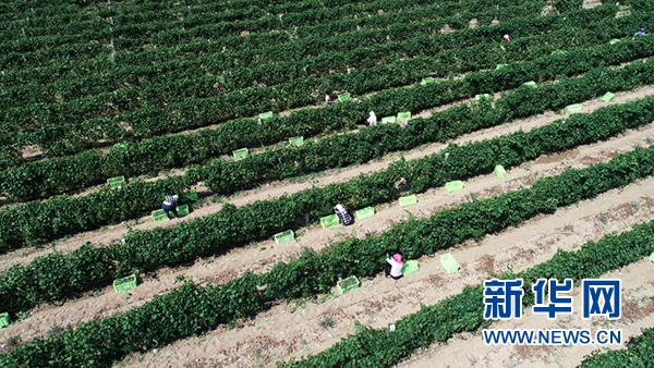 在宁夏银川市永宁县闽宁镇的立兰酒庄酿酒葡萄种植基地,农户在田间采摘葡萄(2019年9月3日摄,无人机照片)。新华社记者 王鹏 摄