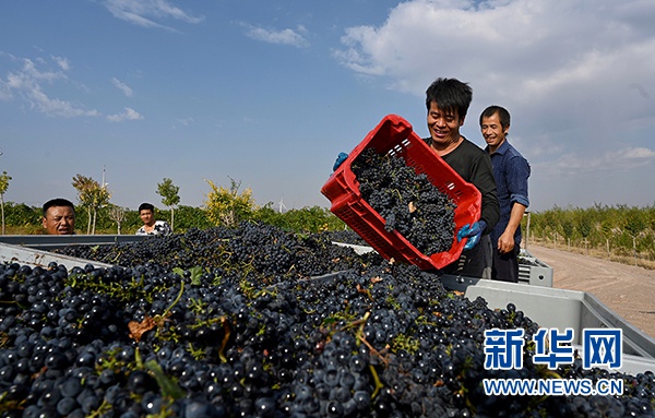 青铜峡市酿酒葡萄喜获丰收。(图片由青铜峡市委宣传部提供)